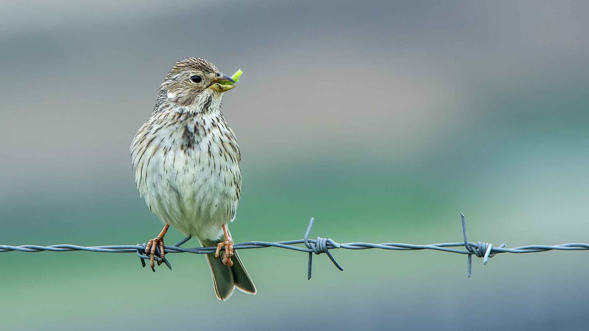 Corn Bunting